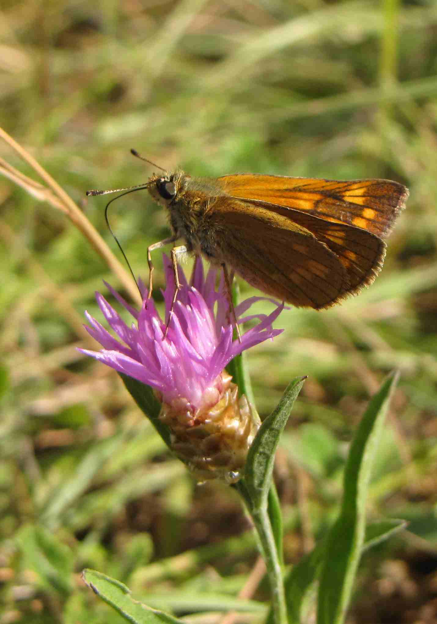 farfalla marche - Ochlodes sylvanus (femmina)